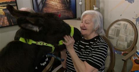 Therapy donkey visits Minnesota senior living center